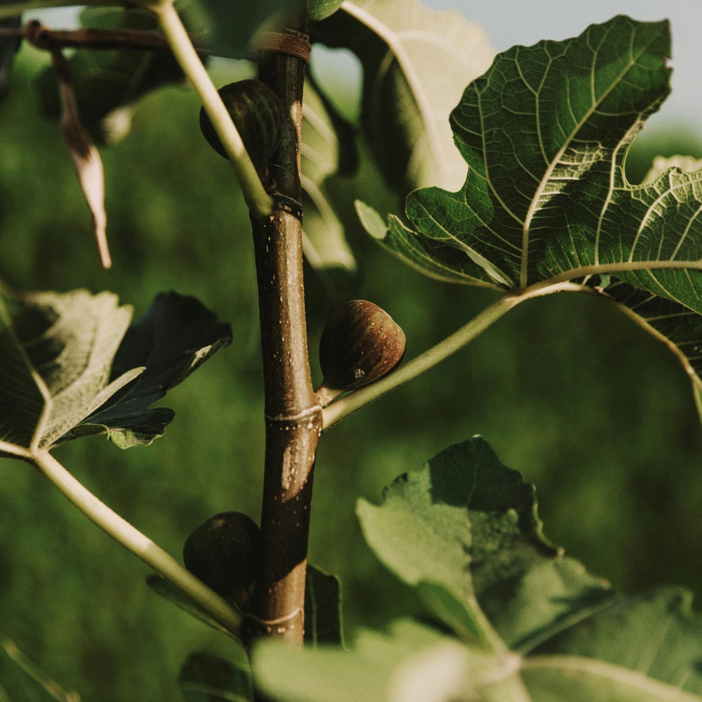 Wild Fig Refillable Stone Collection Candle - Kip Candle Co