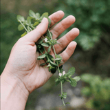 Lemon Balm Natural Soap Bar – Fresh & Uplifting - Kip Candle Co