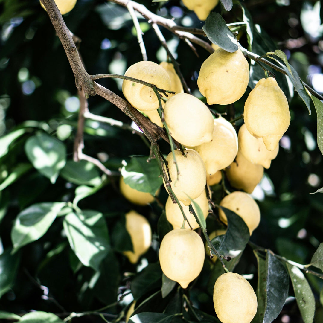 Lisbon Travel Candle - Grapefruit, Lemon Rind & Sunshine - Kip Candle Co