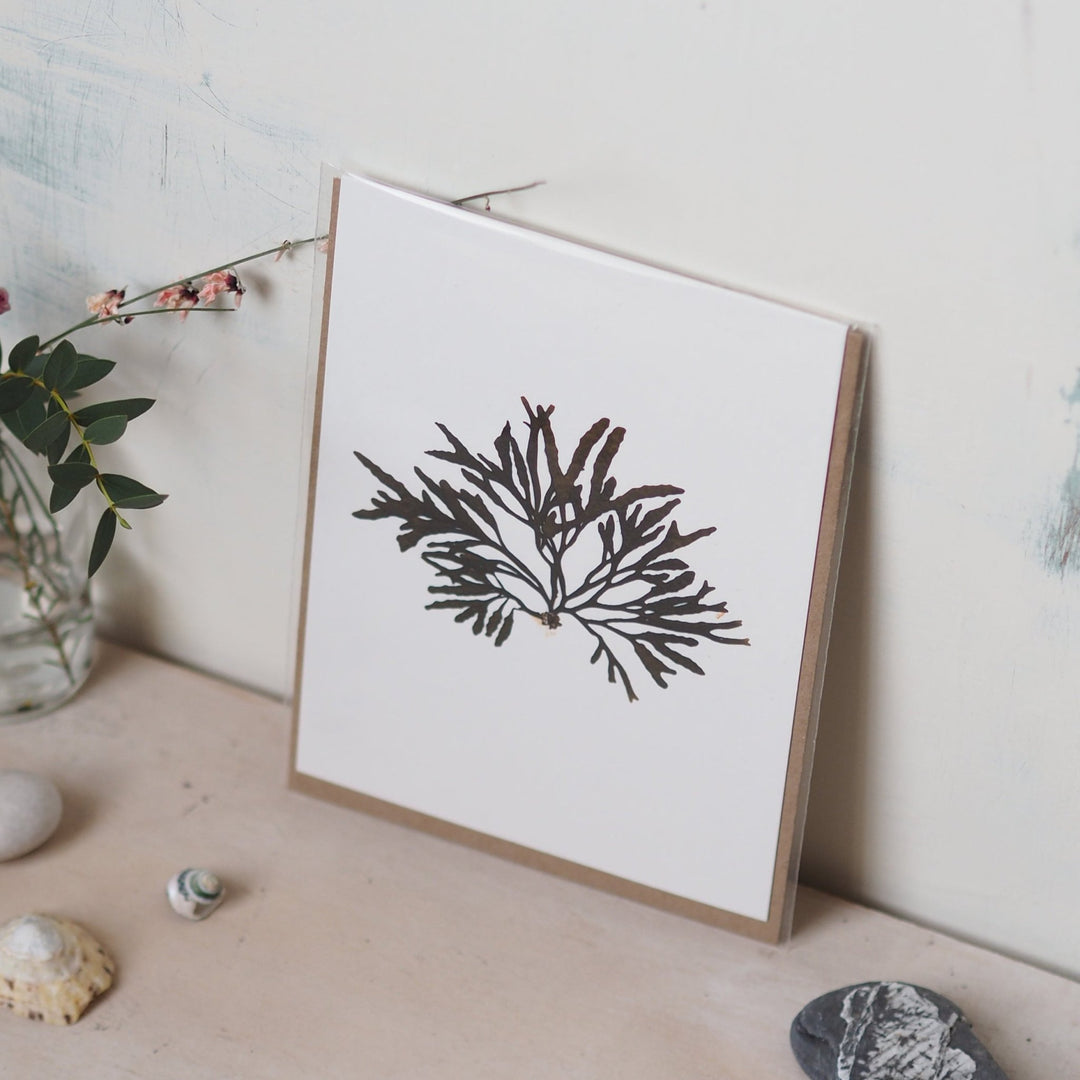 Molesworth and Bird Greetings Cards - Kip Candle Co