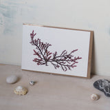 Molesworth and Bird Greetings Cards - Kip Candle Co