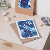Paperbirch British Seaweed Postcard Pack - Kip Candle Co