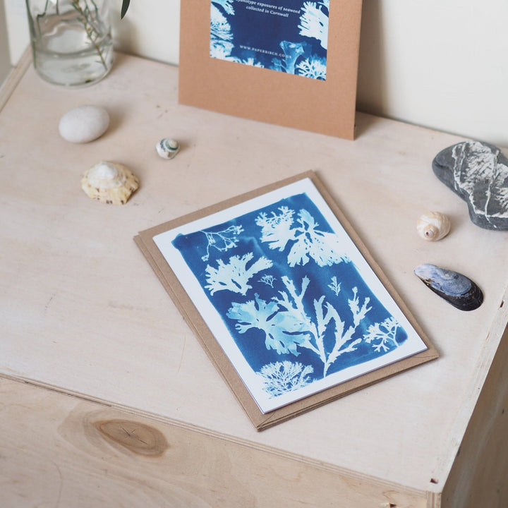 Paperbirch British Seaweed Postcard Pack - Kip Candle Co