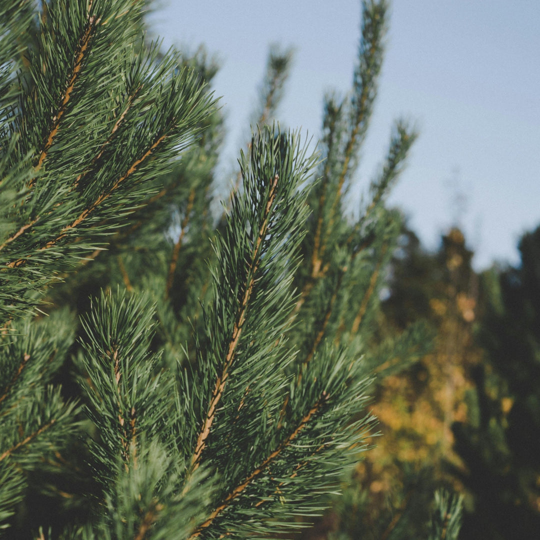 Spruce Special Edition / 80hr - Kip Candle Co