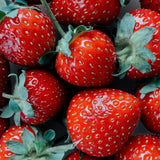 Strawberry Parsley Travel Candle - Wild Strawberry, Parsley & Thyme - Kip Candle Co